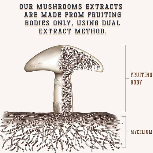 Mushroom Complex ( Reishi, Lions Maine, Cordycepts, Maitake & Turkey tail)